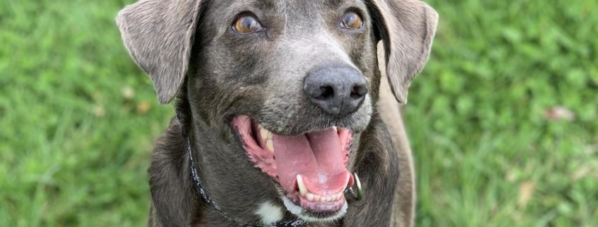 Brown dog with white chest
