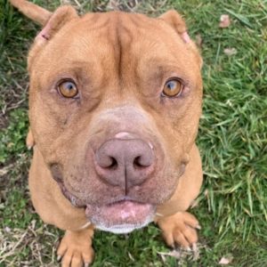 Brown pittie mix looks up at camera