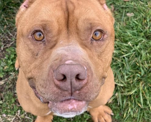 Brown pittie mix looks up at camera