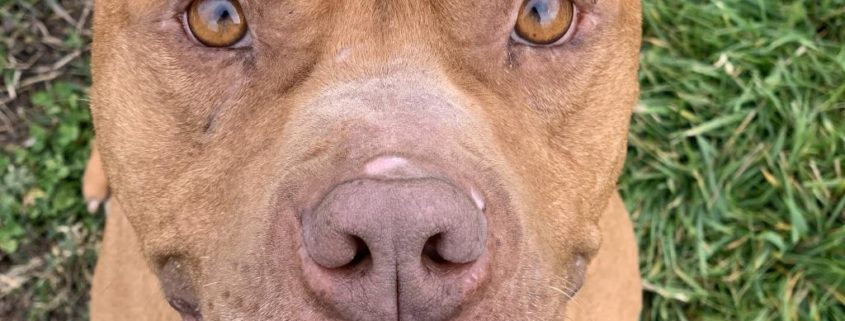 Brown pittie mix looks up at camera