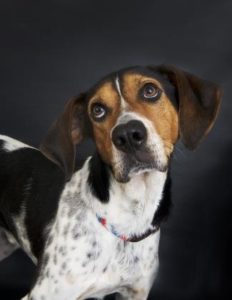 hound dog looks up at camera