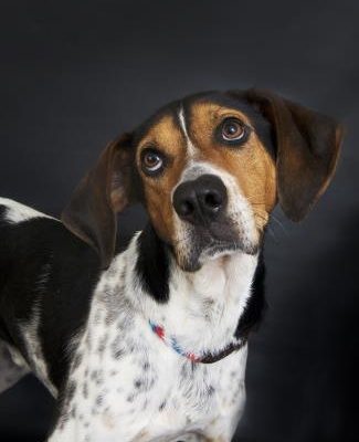 hound dog looks up at camera