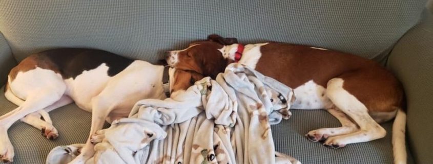 two dogs laying on a couch