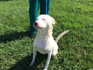 White dog sits while n a leash in the sun