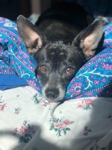 Small black dog with grey snout rests on a bed