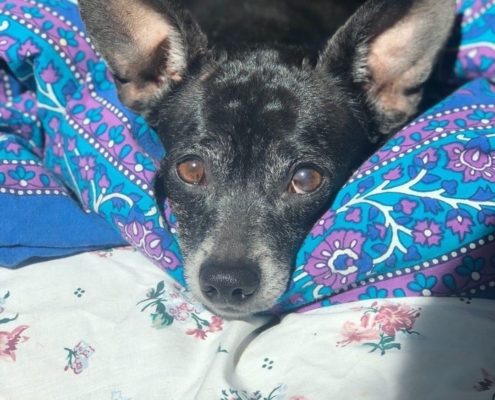 Small black dog with grey snout rests on a bed