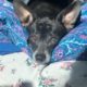 Small black dog with grey snout rests on a bed