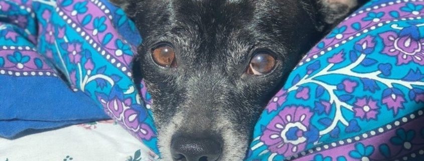 Small black dog with grey snout rests on a bed