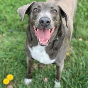 dark brown and white dog smiles up