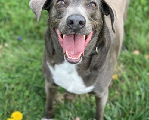 dark brown and white dog smiles up