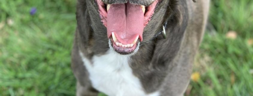 dark brown and white dog smiles up