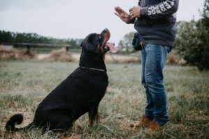 Dog sits looking up at owner