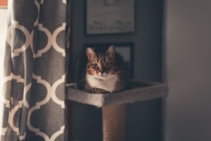 tabby cat sits on tower hidden behind a curtain