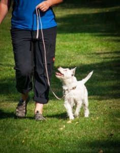 dog walks on leash