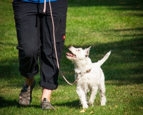 dog walks on leash