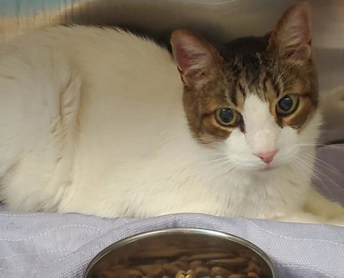 White cat with tabby markings on his head and ears