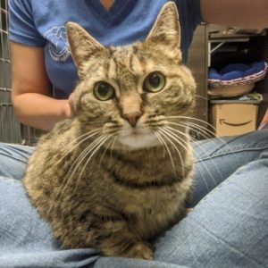Tabby cat sits in lap