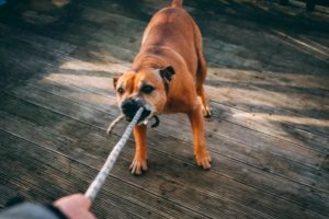 brown dog pulls on a rope