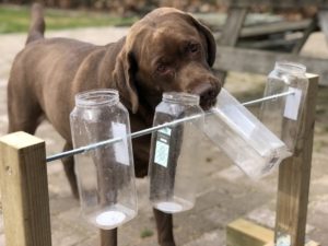 A brown dog works to turn a bottle on an axis upside down to get a treat