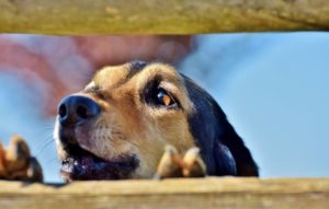 Dog barking from behind fence