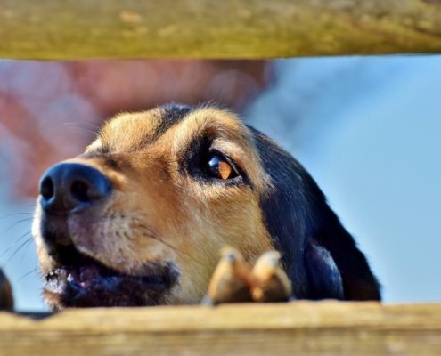 Dog barking from behind fence