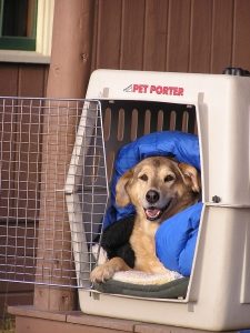 dog lays in a crate smiling