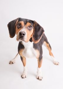 beagle hound mix dog looks at camera