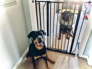 two dogs sit on the floor with a babygate in the doorway between them