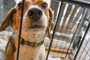 Puppy in crate looks out