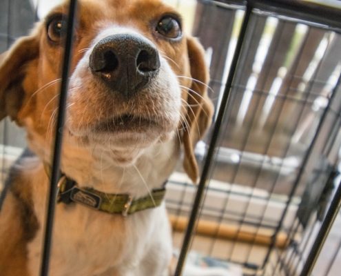 Puppy in crate looks out