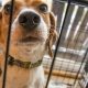 Puppy in crate looks out