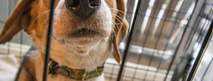 Puppy in crate looks out