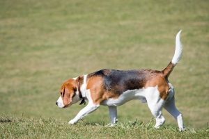 beagle sniffs the ground in the grassy field