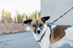 brown and white dog on leash looks at camera