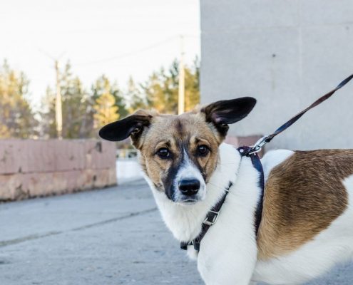 brown and white dog on leash looks at camera