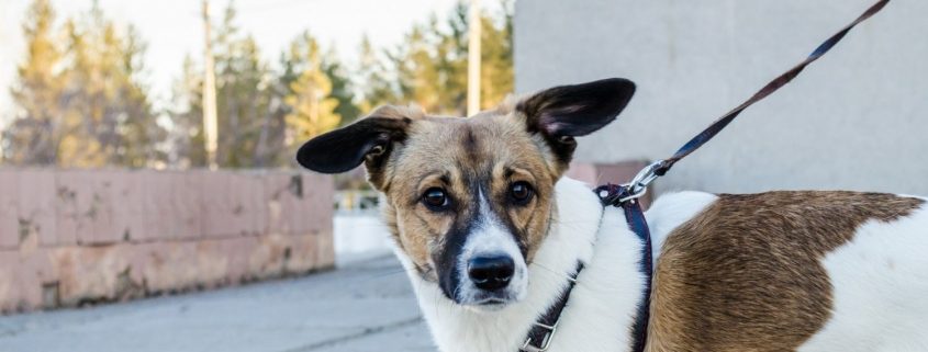 brown and white dog on leash looks at camera