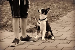 black and white dogs sits on the ground looking up at man