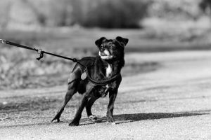 Small black dog pulls on leash