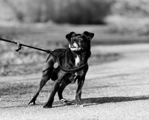 Small black dog pulls on leash