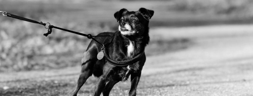 Small black dog pulls on leash