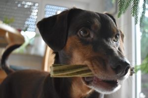 bown dog stands with a treat in its mouth