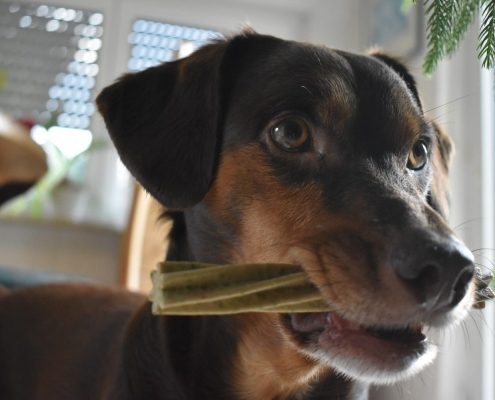 bown dog stands with a treat in its mouth