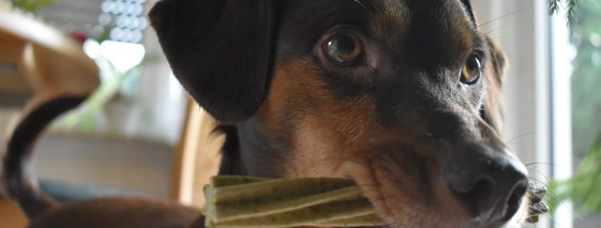 bown dog stands with a treat in its mouth