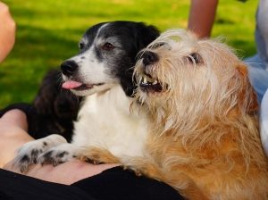 Dogs begging for treats