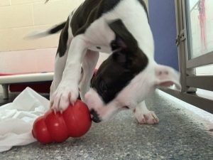 black and white puppy plays with kong toy