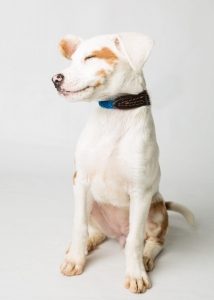 white puppy with small brown markings sits with closed eyes