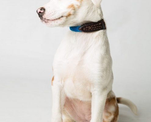 white puppy with small brown markings sits with closed eyes