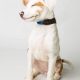 white puppy with small brown markings sits with closed eyes