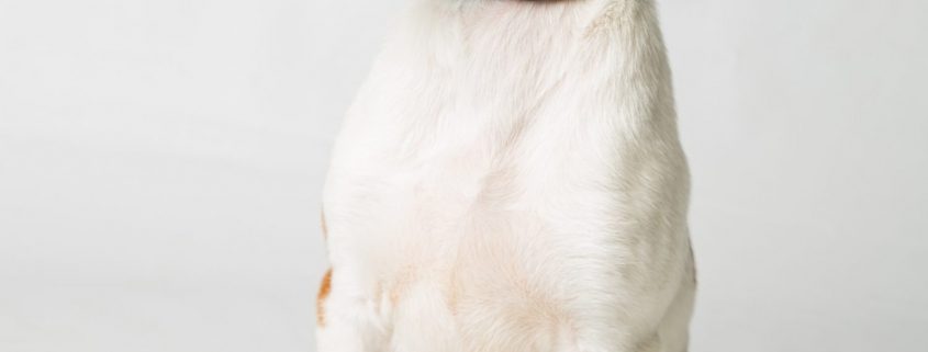 white puppy with small brown markings sits with closed eyes