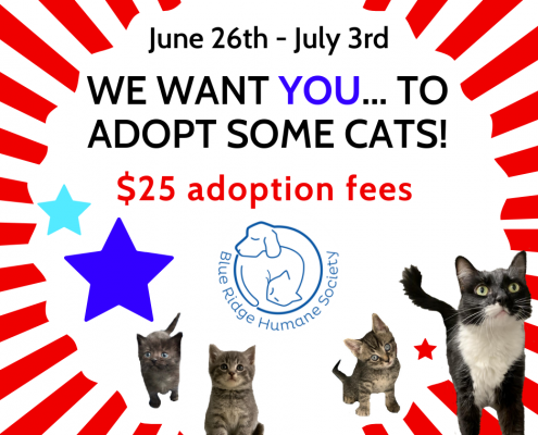 Cat adoption promo flyer